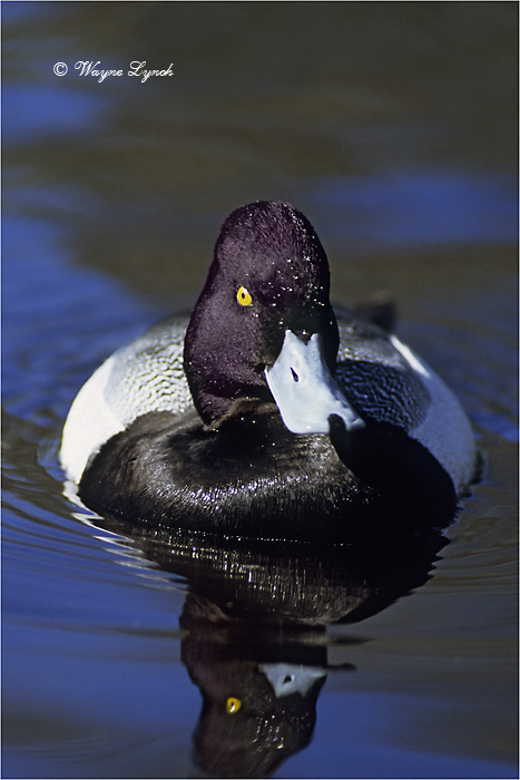 Male Lesser Scaup 102B by Dr. Wayne Lynch &copy;